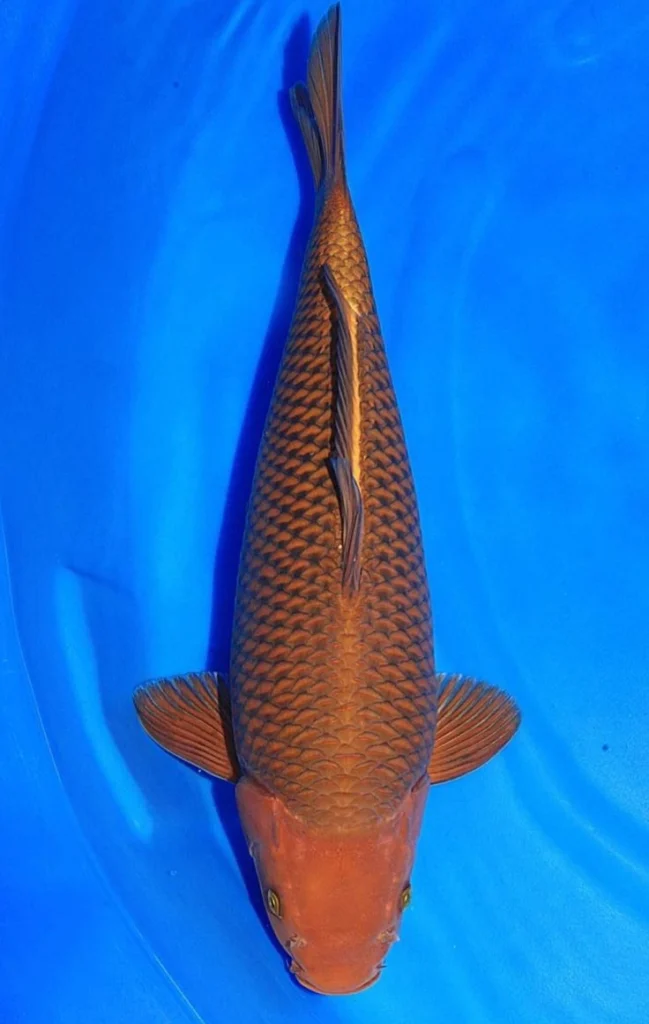 jual koi chagoi