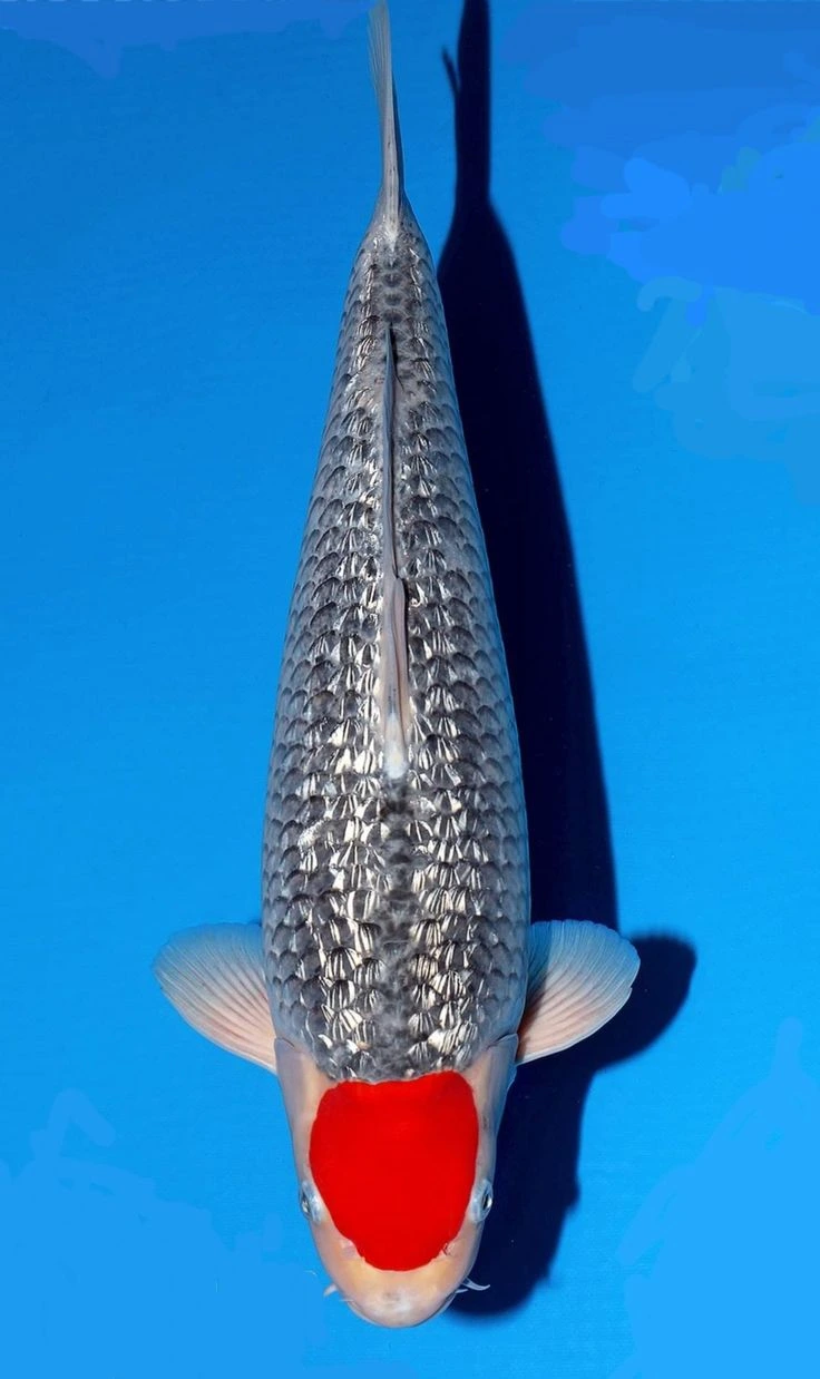 Ginrin Tancho Goshiki 1081