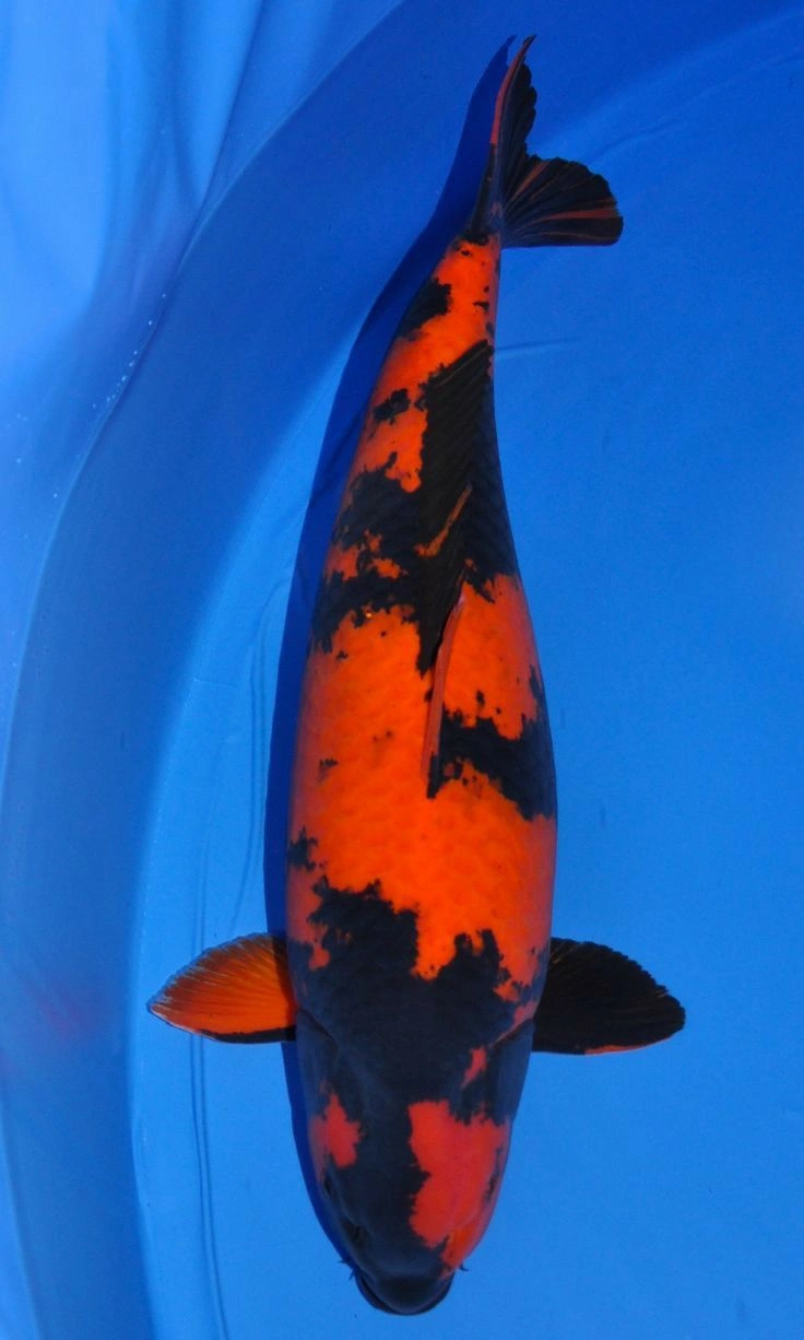 jual ikan koi import hi utsuri