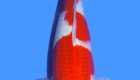 jual ikan koi import kohaku