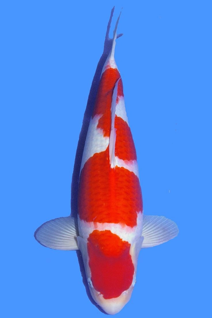 jual ikan koi import kohaku