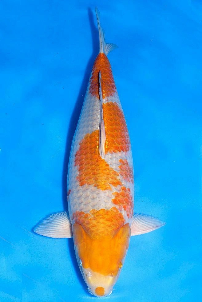 jual ikan koi import ochiba sigure