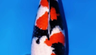jual ikan koi import Showa