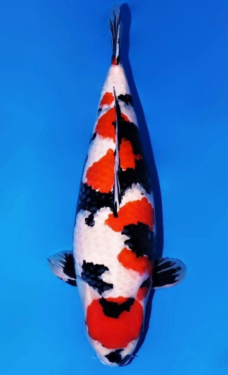 jual ikan koi import Showa