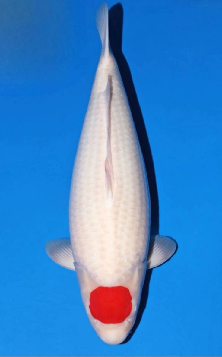 jual ikan koi import tancho