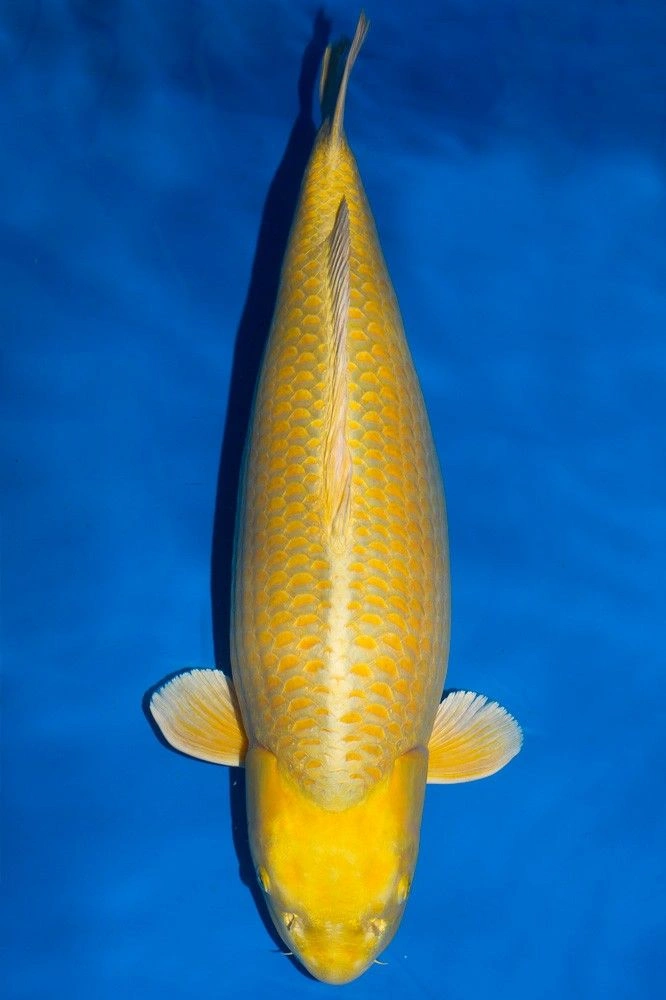 jual ikan koi import