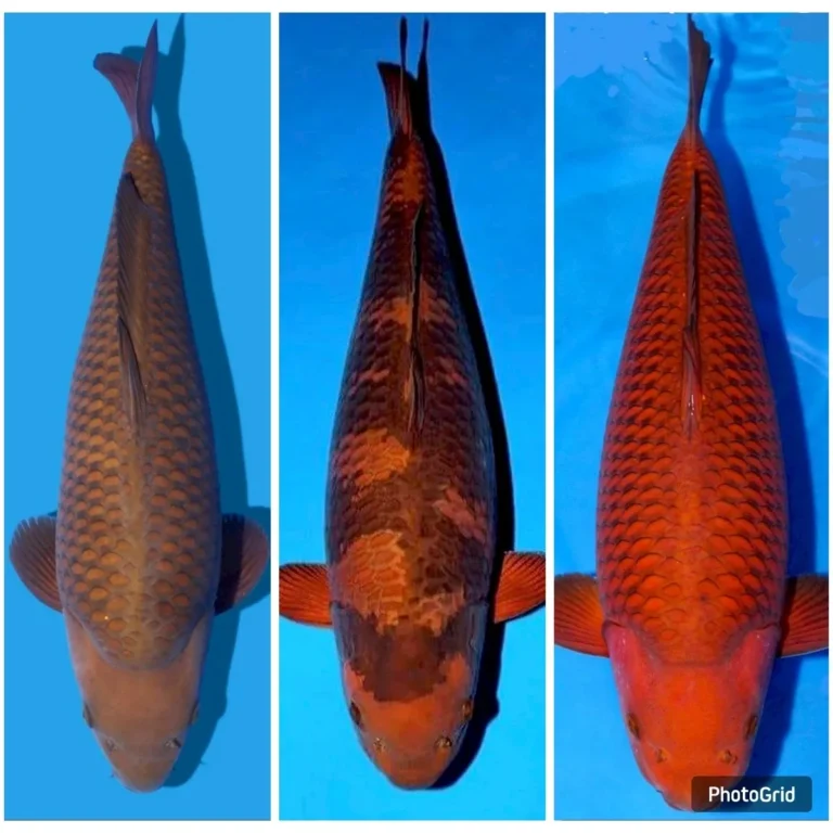 jual koi chagoi