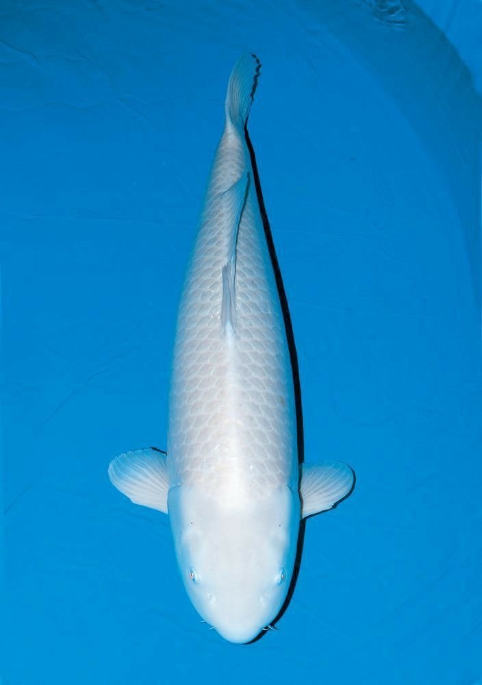 Cara Memilih Ikan Koi Platinum Berkualitas