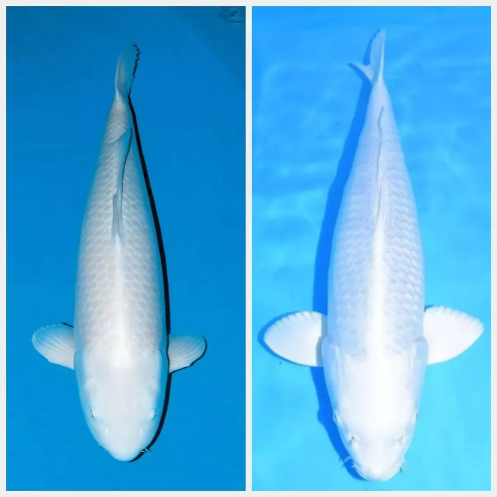 Daftar Harga Ikan Koi Platinum Terbaru