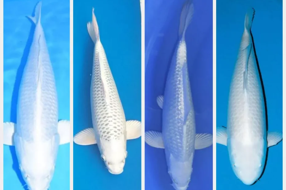 Harga Ikan Koi Platinum Terbaru 2026 Lengkap Berdasarkan Ukuran dan Kualitas