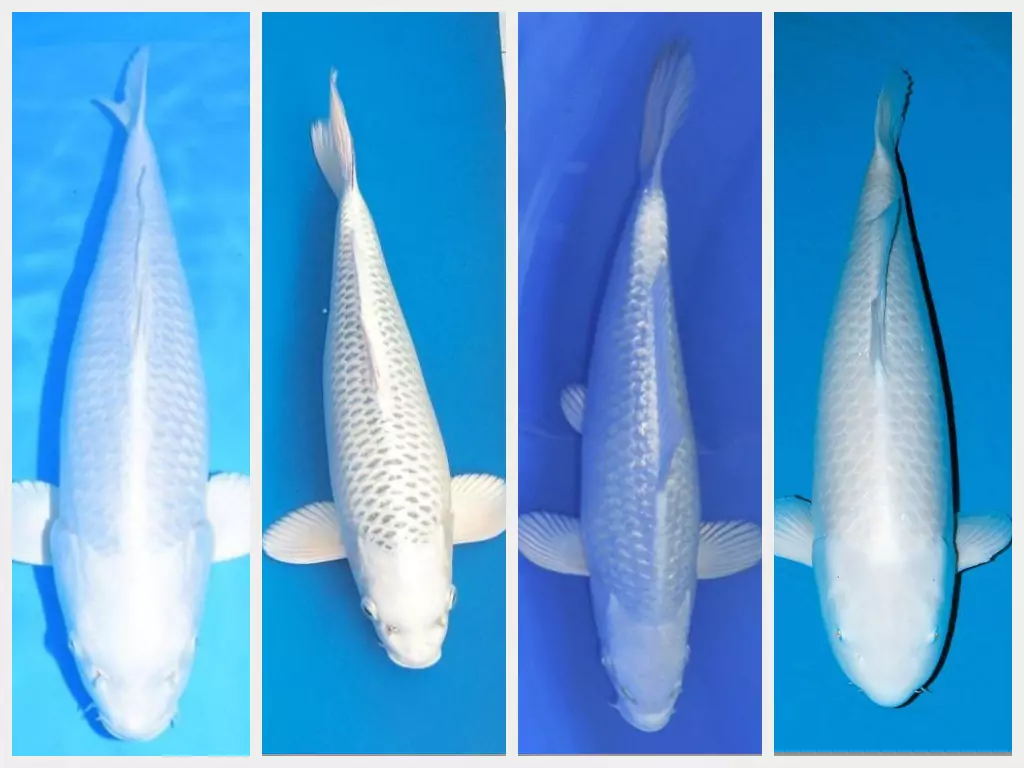 Harga Ikan Koi Platinum Terbaru 2026 Lengkap Berdasarkan Ukuran dan Kualitas