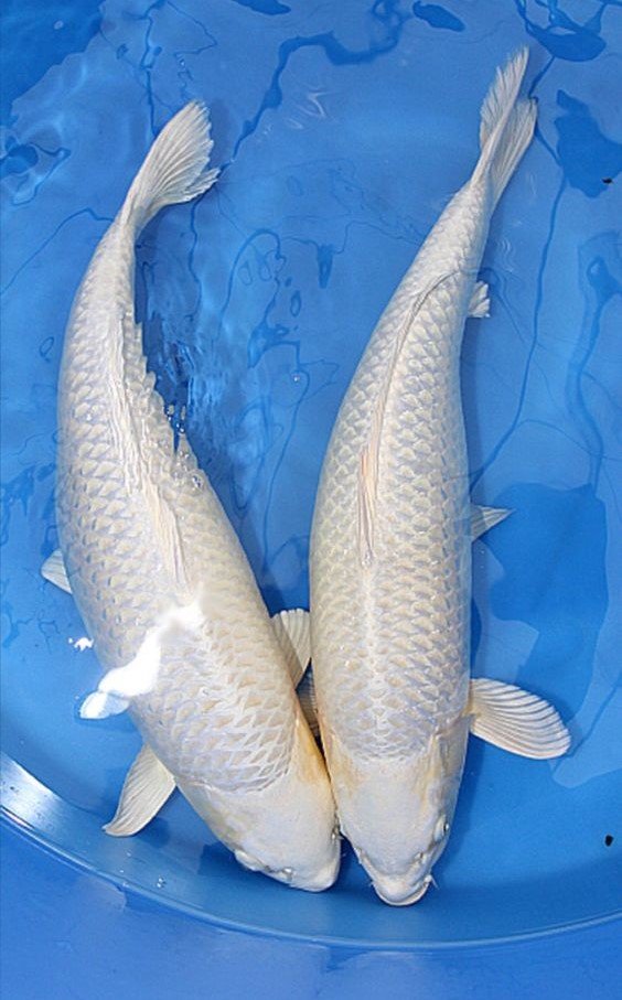 Kenapa Membeli Ikan Koi Platinum di Agro Koi Farm