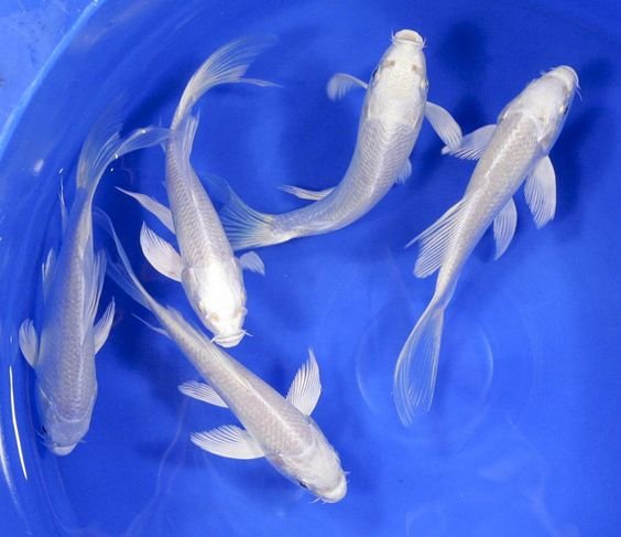 Perbedaan Harga Ikan Koi Platinum Lokal dan Impor Jepang