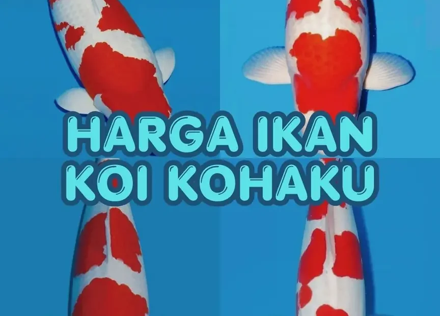 Harga Ikan Koi Kohaku Terbaru Cek Daftar Harga, Ukuran & Kualitas