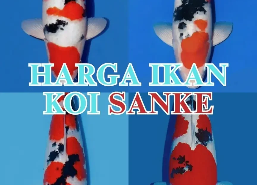Harga Ikan Koi Sanke Lengkap Mulai Ukuran Kecil hingga Jumbo