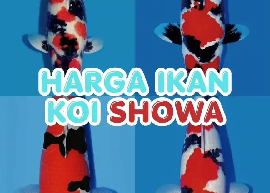 Harga Ikan Koi Showa Terbaru Daftar Harga Lokal, Import, Grade & Ukuran
