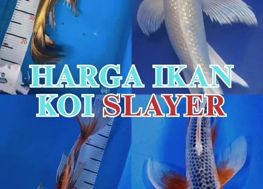 Harga Ikan Koi Slayer Terbaru Daftar Harga Berdasarkan Ukuran & Grade